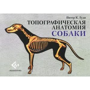 Топографическая анатомия собаки
