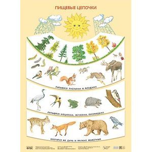 Пищевые цепочки. Плакат