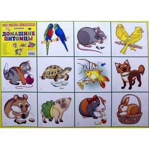 Плакат. Домашние питомцы Плакат. Домашние питомцы