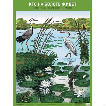 Кто на болоте живет.Экологическое вопитание Кто на болоте живет.Экологическое вопитание