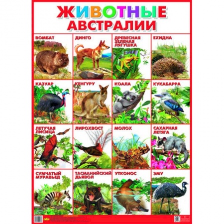 Книги, книга Плакат. Животные Австралии (550х770)