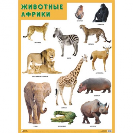 Познавательная литература, книга Животные Африки