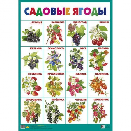 Дошкольникам, книга Садовые ягоды. Плакат