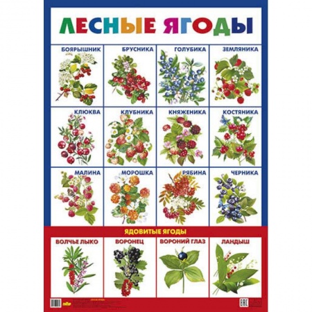 Дошкольникам, книга Лесные ягоды. Плакат
