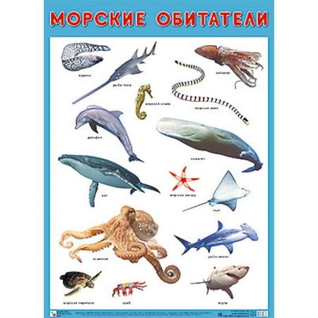 Книги для дошкольников (4-6 лет), книга Плакат 'Морские обитатели'
