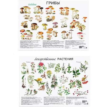 Охота. Рыбалка. Собирательство, книга Грибы. Лекарственные растения (комплект из 2 плакатов)